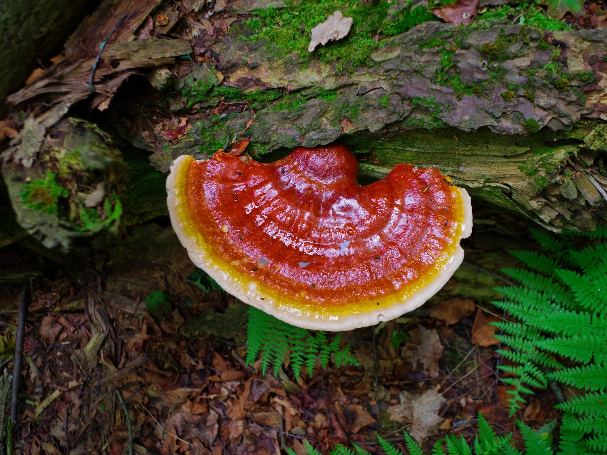 Reishi Pilz am Baum Reishi Pilz am Baum